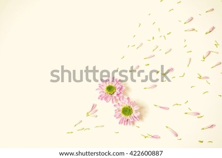 purple chrysanthemum isolated on white background