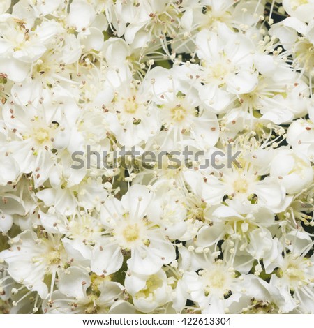 White flowers of blossoming rowan tree, sorbus aucuparia, close-up background, selective focus, shallow DOF