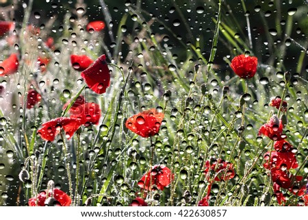 View of the poppies through the window glass covered by raindrops