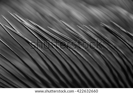 pattern of cycad foliage in selective focus (black and white picture)