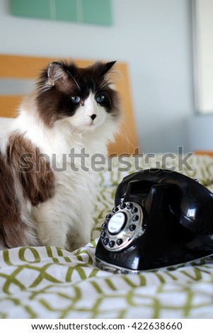 Large Long Haired Bi Color Fully Brown White Cat with Blue Eyes Sitting on Bed with Vintage Black Phone