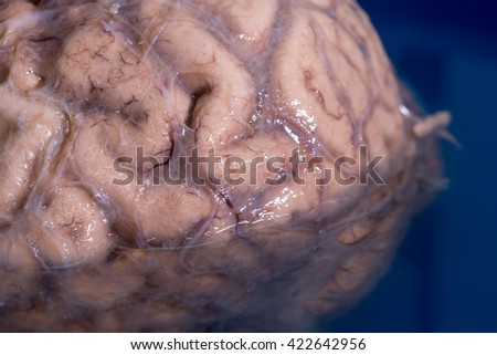 Close-up detail of the sulci and gyri of a human brain. Royalty-Free Stock Photo #422642956