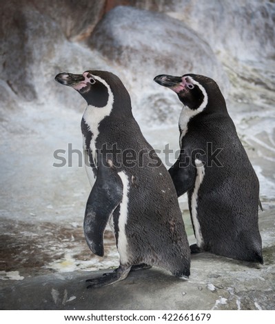 Picture of two cute black and white penguins