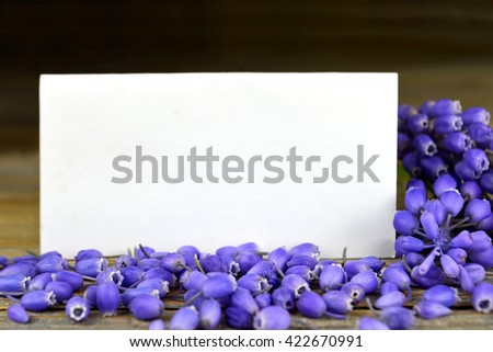 Blank greeting card and hyacinth flowers 