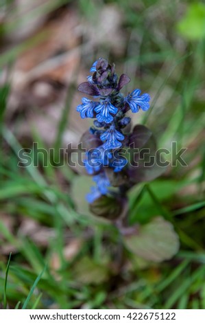 colorful blue beautiful flowers in garden flowerbed on natural green background. Fresh summer photo