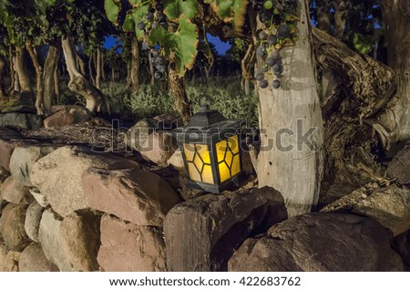 Latern and vine in the night - Catamarca Province - Argentine
