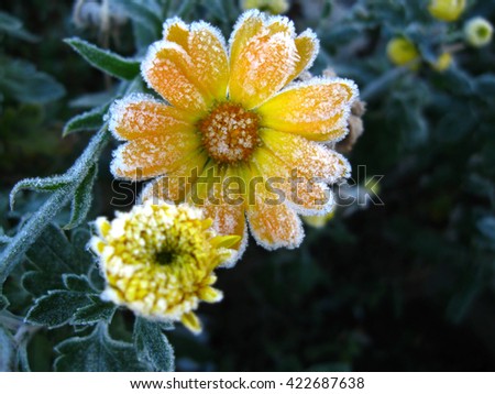 Frost covered calendula flowers