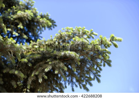 Spruce branch. Winter nature. Spruce needles. Fluffy Christmas tree. Blue spruce.