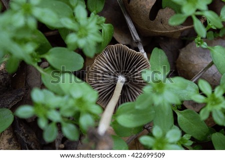  mushroom hidden in the grass