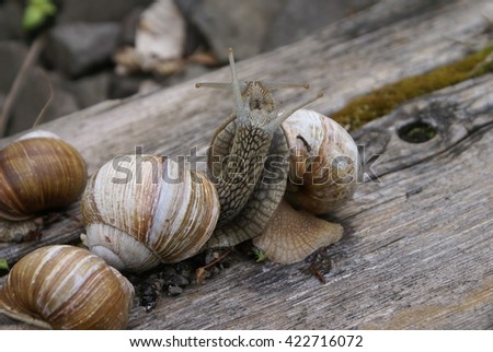 The colony of snails