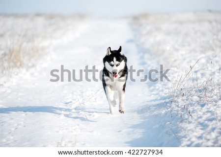 Husky running on a snowy field. The dog on the background of nature. Dog in winter. Christmas.