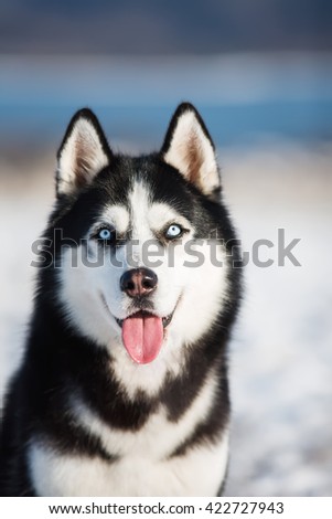 Winter portrait of the beautiful husky. The dog on the background of nature. Dog in winter. Christmas.