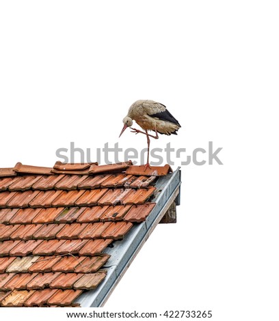 A beautiful stork standing on the roof of the house in Banja, Bulgaria, isolated on white background