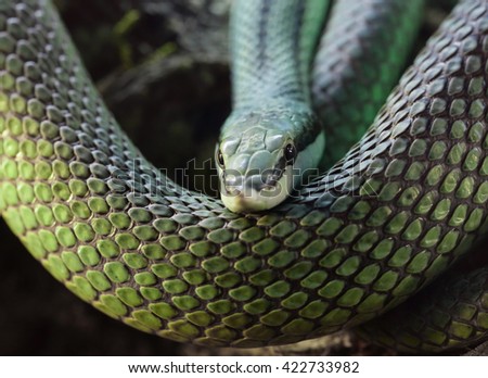 Philodryas Baroni is a species of snake family xenodontinae Royalty-Free Stock Photo #422733982