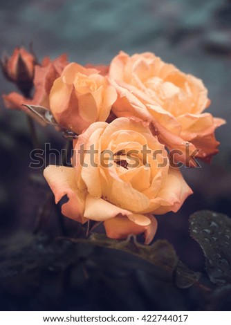 Bush red and yellow roses with dew drops in vintage colors on a dark background

