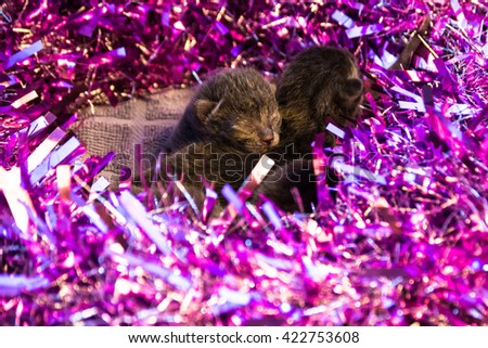 Beautiful Baby Kitten moving around in a cute little purple confetti. Kittens are only a few days old in the picture with there eyes still sealed closed.