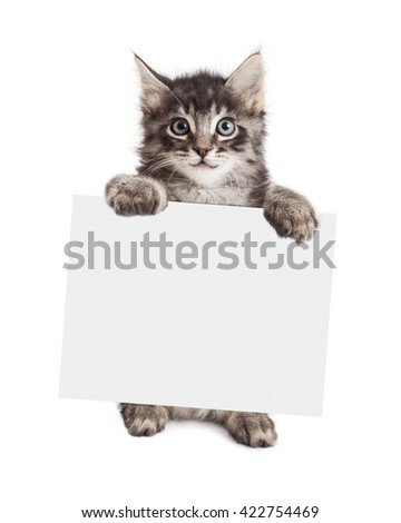 Happy kitten standing up holding a blank sign to enter your message onto