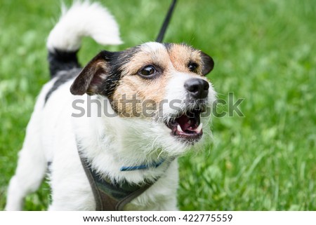 Cute barking dog not aggressive on leash Royalty-Free Stock Photo #422775559