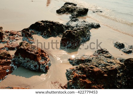 Mussel stuck on boulder,Beach, Thailand