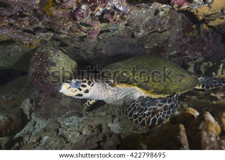 A critically endangered Hawksbill (Eretmochelys imbricata) sea turtle hiding in a cave at the coral reef Daymaniyet Islands nature reserve off the Arabian sea coast of Oman.
