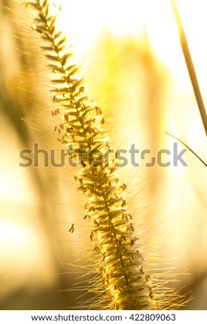 grass flower in sunlight selective focus with shallow depth of field