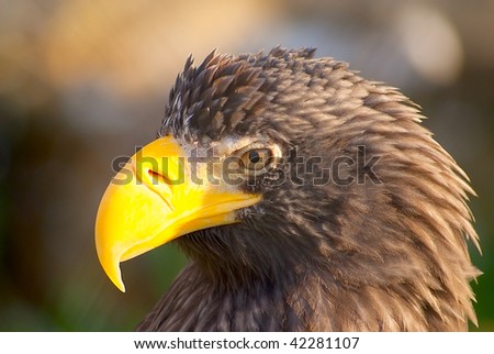 Eagle in a zoo against a dark background