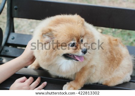 Pomeranian Puppy Dog Grooming With Short Hair Cute Pet Smiling