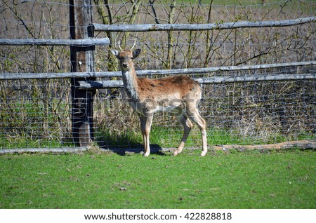 Deer near fence in czech farm