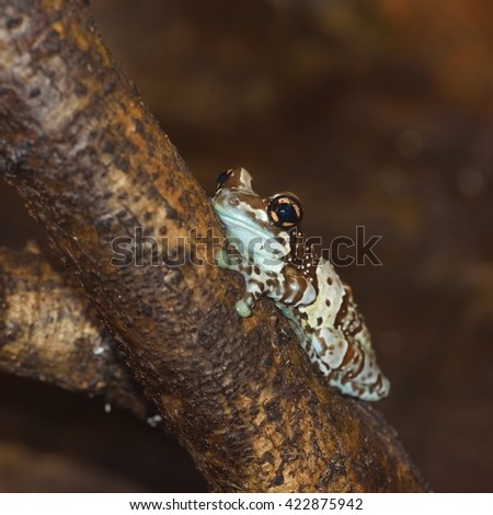 Golden-eyed tree frog or Amazon milk frog Trachycephalus resinifictrix hiding on a branch in natural environment