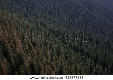 Colour picture of a forest in the mountains