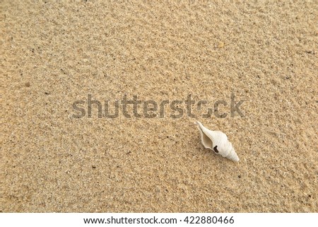 fossil shell on the sand beach
