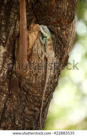 Chameleon on tree