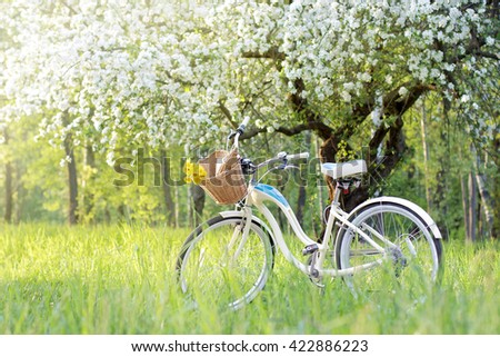 retro bicycle picnic under a blossoming tree in the Spring / spend a weekend in nature
