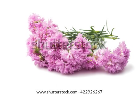 purple carnation isolated on a white background