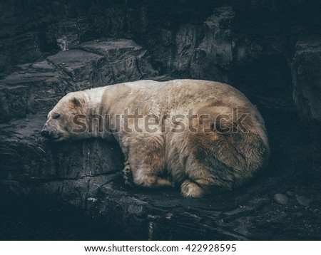 Sleeping Polar Bear - Picture post production