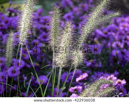 Fountain Grass in front of blue asters