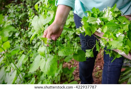foraging for wild food. A woman picking the invasive species garlic mustard, Alliaria petiolata herb.  Royalty-Free Stock Photo #422937787