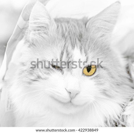 Adilt cat winks and smiles in black and white, with yellow eyes