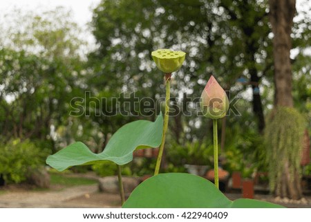 Lotus waterlily flower pink color, Naturally beautiful flowers in the garden