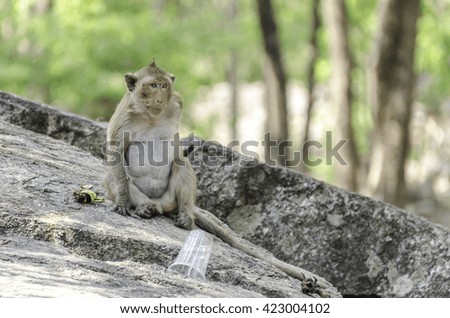Lonely monkey in Thailand