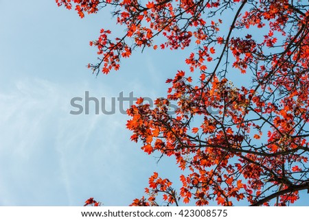 View of light shining through leaves on Japanese red maple tree. Small tiny leaves of big maple in sunny spring day. View from bottom up. Red foliage on clear blue sky background. Place for your text.
