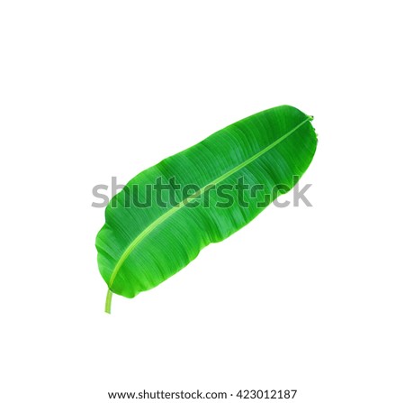 Fresh Banana Leaf Isolated On White