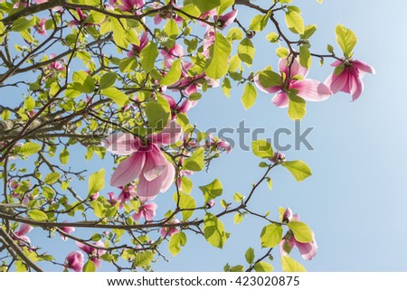 Blossoming of pink magnolia flowers in spring time. Beautiful magnolia flowers on clear sky background. Place for your text. View on light shining through leaves on many spring short-lived flowers. Up
