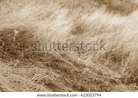 dry grass and dry earth, earth tone edited, abstract background