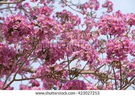 Beautiful blooming pink flower of Tabebuia heterophylla. (Trumpet Tree )