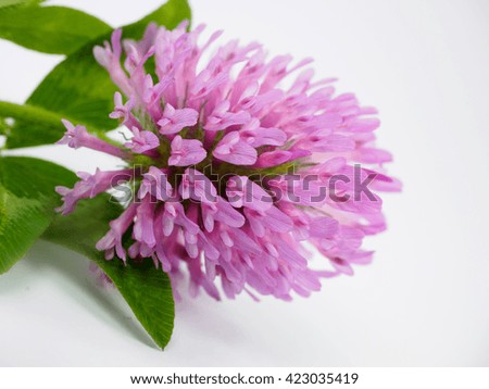 Red clover,