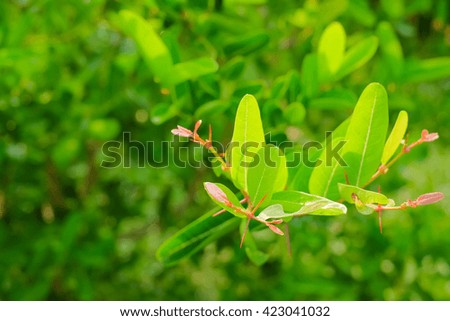 a selective focus picture of green karonda leaves on trees with green natural background
