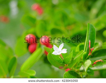 a selective focus picture of white karonda flower on trees with green natural background