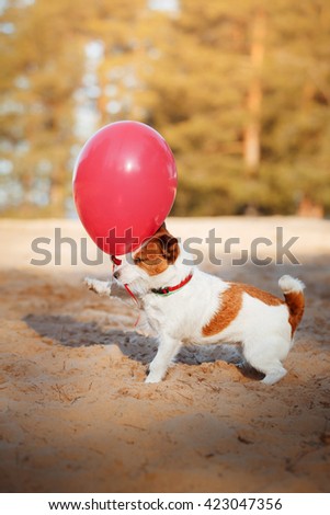 Dog Jack Russell Terrier jumps in the air to catch flying balloons