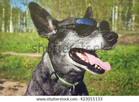 Gray shepherd in sunglasses
